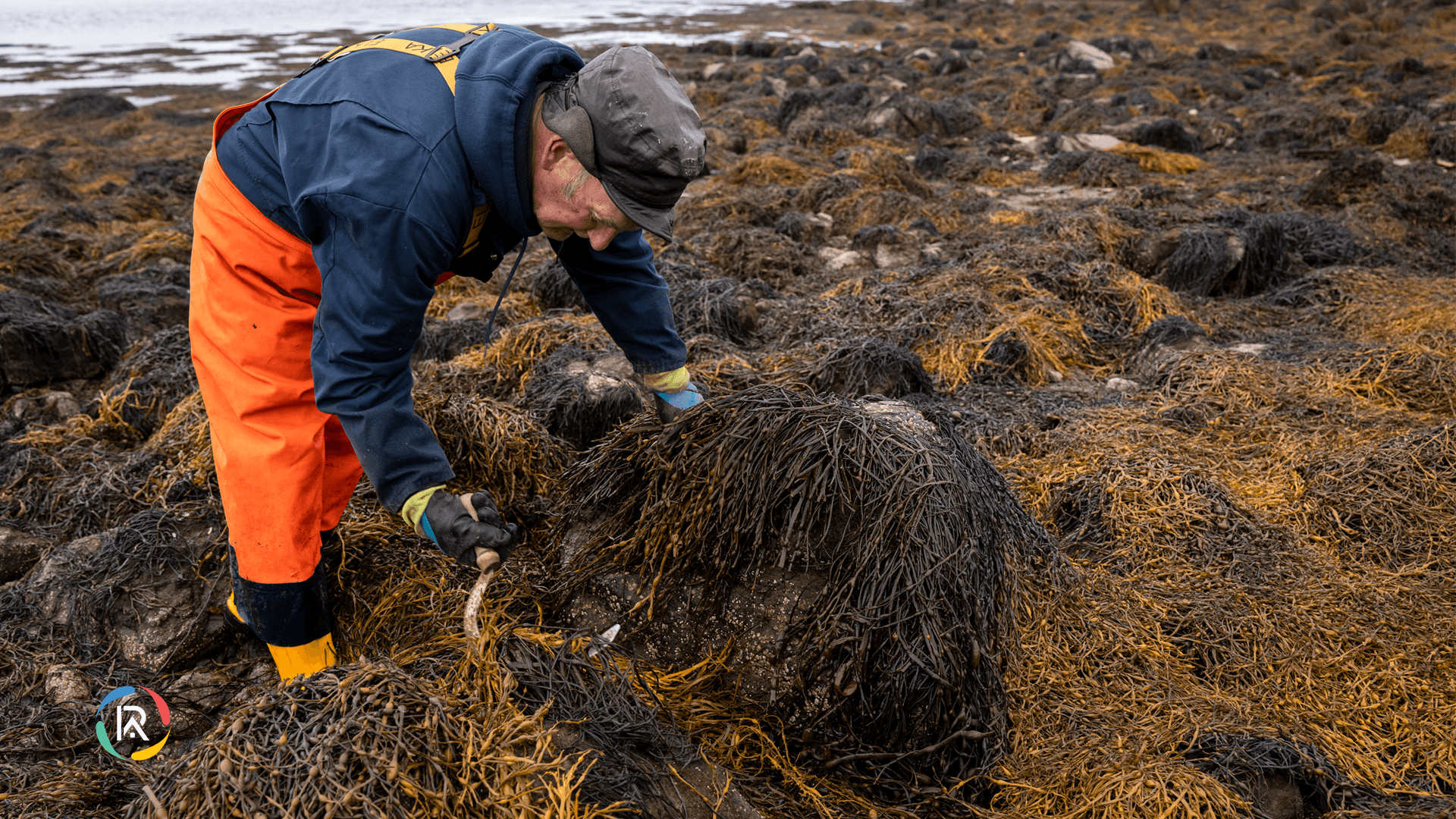 BASF and Acadian Plant Health Partner to Launch Climate-Resilient Solutions
