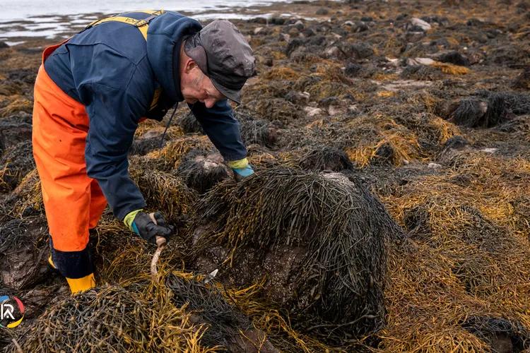 BASF and Acadian Plant Health Partner to Launch Climate-Resilient Solutions